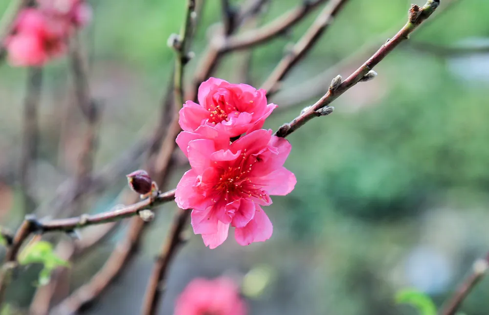 Những người dân làng Nhật Tân cho biết, năm nào cũng vậy họ thường dùng phương pháp hãm đào để đào ra đúng thời điểm như ý muốn. Những người dân làng Nhật Tân cho biết, năm nào cũng vậy họ thường dùng phương pháp hãm đào để đào ra đúng thời điểm như ý muốn.