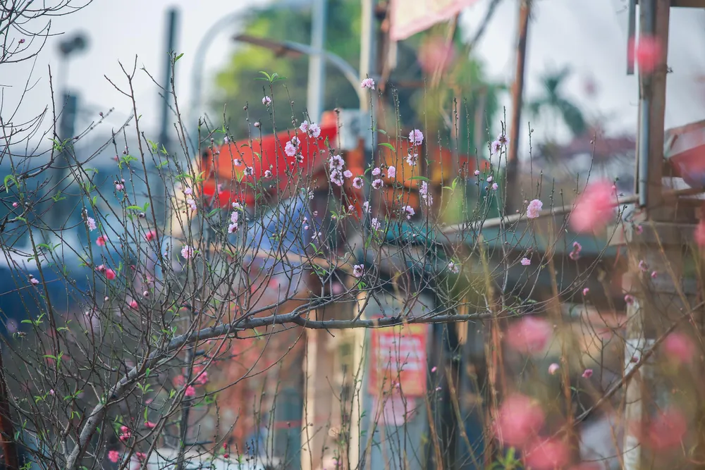 “Nhiều cành đào rất đẹp nên tôi dừng lại lựa chọn một số cành để về trưng bày nhà cửa. Là một người thích hoa đào và muốn tận hưởng không khí Tết sớm nên tôi mua 4 cành đào để tặng thêm bạn bè, người thân”- một người dân chia sẻ. “Nhiều cành đào rất đẹp nên tôi dừng lại lựa chọn một số cành để về trưng bày nhà cửa. Là một người thích hoa đào và muốn tận hưởng không khí Tết sớm nên tôi mua 4 cành đào để tặng thêm bạn bè, người thân”- một người dân chia sẻ.