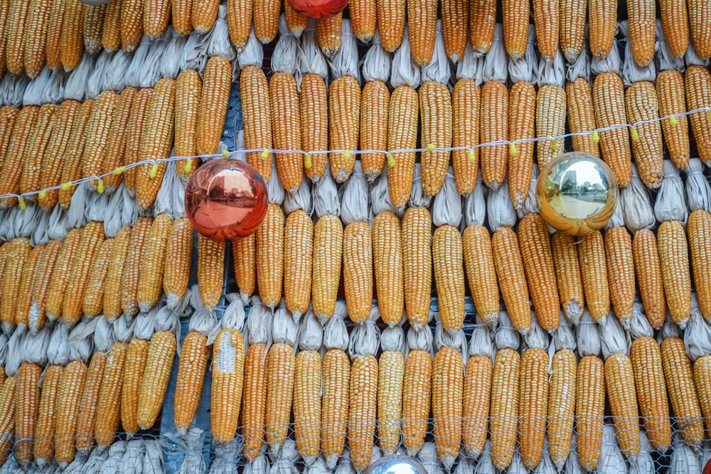 Những trái bắp đều hạt và đẹp tượng trưng cho một năm mới no đủ, an vui.