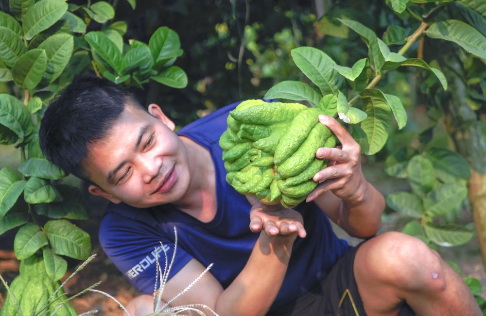 Ngoài công dụng thờ cúng, phật thủ được các chủ lò sấy trong làng thu mua quanh năm để chế biến tinh dầu, dầu gội đầu hương phật thủ, nước hoa hương phật thủ.