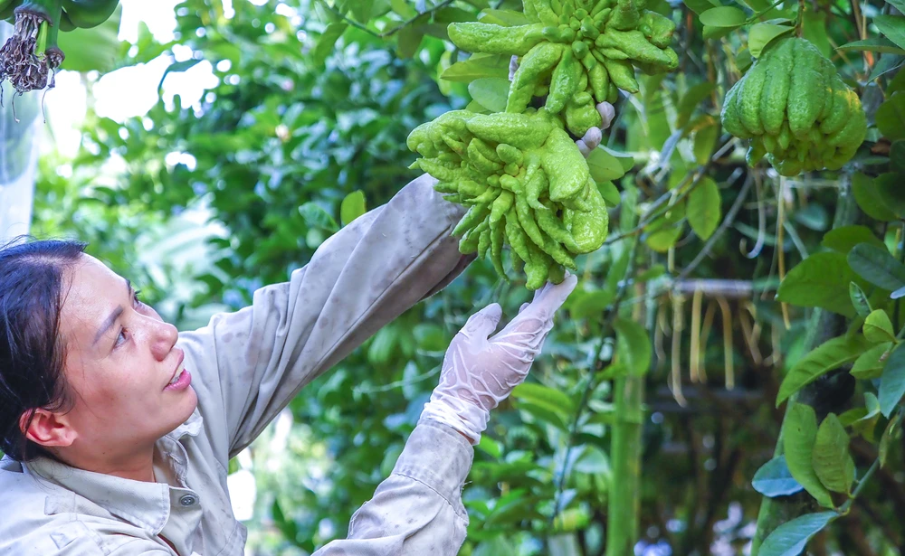 Chị Nguyễn Thị Tuyết (chủ vườn) cho biết, mỗi năm gia đình chị thu nhập khoảng 500 triệu đồng từ nghề canh tác phật thủ.