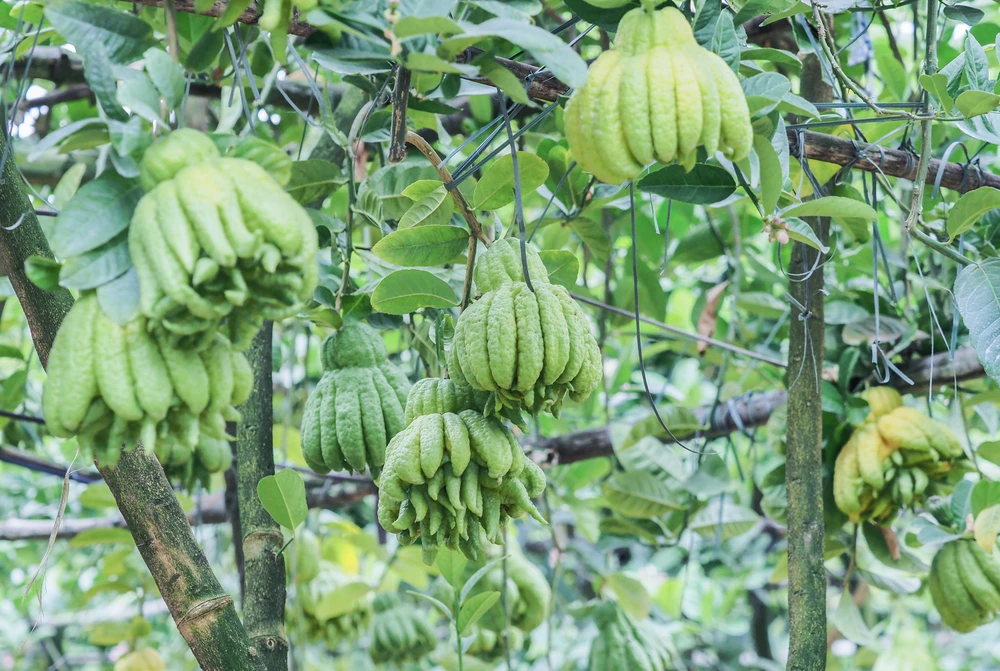 Qủa phật thủ là biểu tượng của sự bình an, được nhiều gia đình dùng để thờ cúng, đặc biệt là vào dịp lễ Tết.