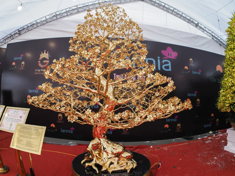 Những ngày này, khi đi qua Quảng trường Mỹ Đình (trước sân vận động quốc gia Mỹ Đình) ai nấy cũng đều trầm trồ khi nhìn thấy cây mai vàng &quot;khủng&quot; nhất Việt Nam.