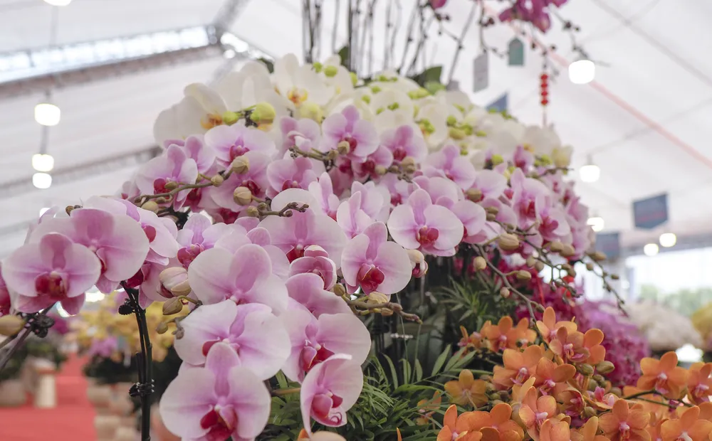 Cũng theo anh Nghiệp, các thân gỗ lũa được lấy từ trên rừng mang dáng vẻ hoang sơ, tự nhiên. Lan hồ điệp được trồng trên cây gỗ lũa mang sức hút đặc biệt, gẫn gũi với thiên nhiên hơn như là trồng trên các chậu hoa đơn thuần.