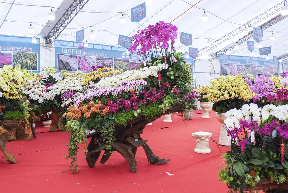 Hiện nay, dọc theo nhiều tuyến phố ở Hà Nội xuất hiện nhiều quầy hàng bán hoa lan hồ điệp để phục vụ nhu cầu của người chơi Tết Nguyên đán 2023.