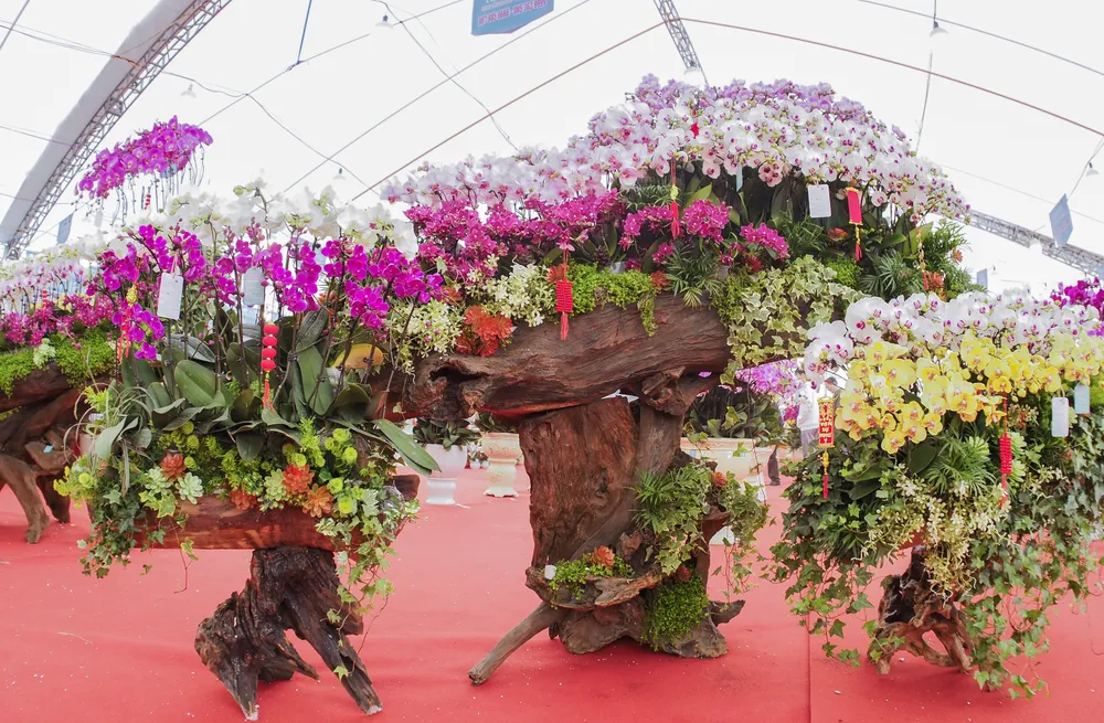 Lan Hồ Điệp dù không quá rực rỡ như hoa hồng, tỏa sáng như hoa hướng dương mà Lan Hồ Điệp mang một vẻ đẹp quý phái sang trọng, khiến cho bất cứ ai đi ngang qua đều phải ngắm nhìn bởi sự thu hút mà hoa mang lại.