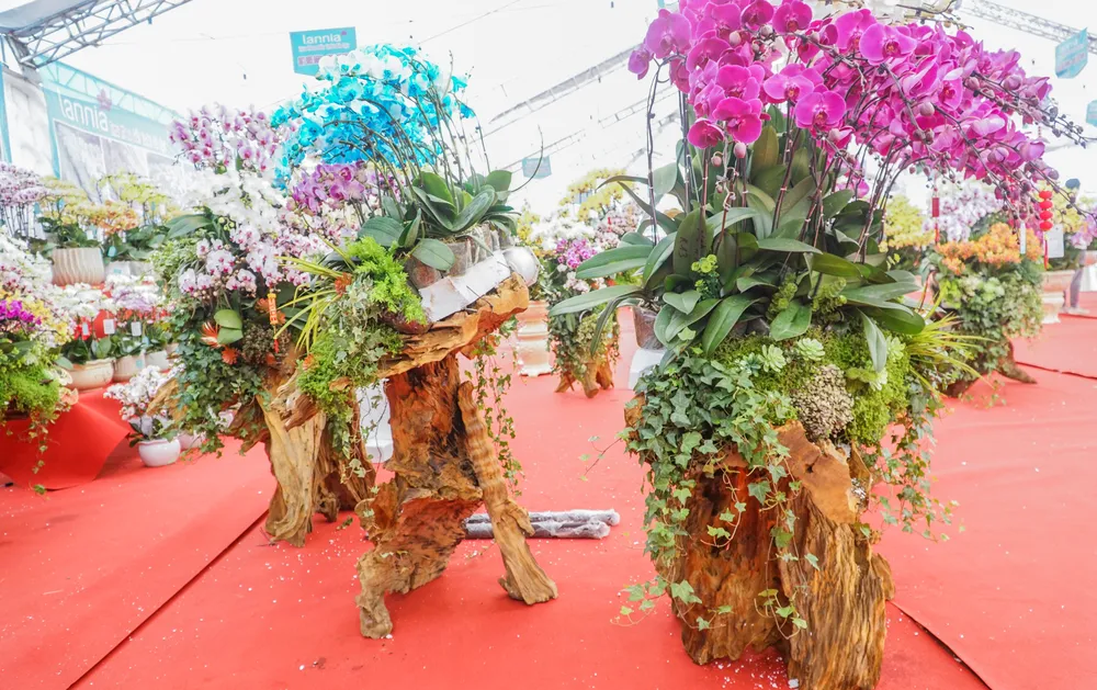 Đặc biệt tại khu vực đường Lê Quang Đạo, nhiều cây hoa lan hồ điệp được trồng trên các thân cây gỗ lũa đang thu hút nhiều người.