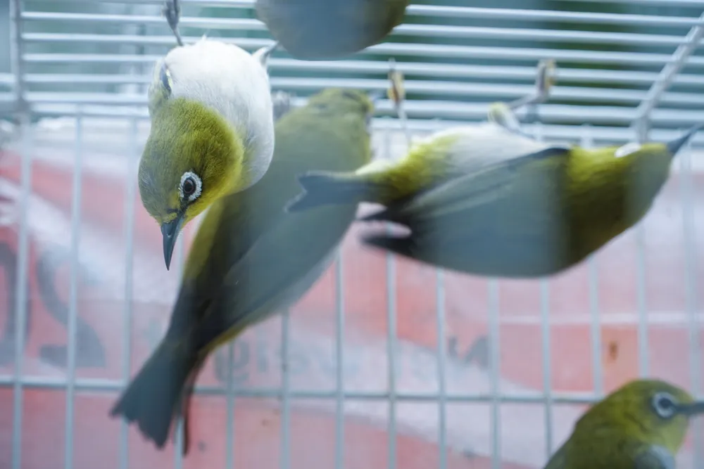 Tuy nhiên, nhiều người cho rằng việc phóng sinh hiện nay đã vô tình tạo điều kiện cho những người bắt chim ngoài tự nhiên có cơ hội làm ăn. Việc phóng sinh khi đó sẽ trở nên vô nghĩa, thậm chí là phản tác dụng.