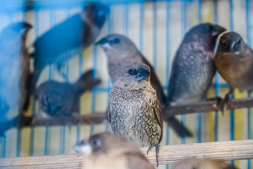 &quot;Họ có khi bẫy được cả đàn chim, chúng tôi mua lại sau đó bán cho khách hàng để phục vụ cho việc thả phóng sinh vào ngày rằm và ngày cúng ông Công, ông Táo&quot;- tiểu thương này nói.