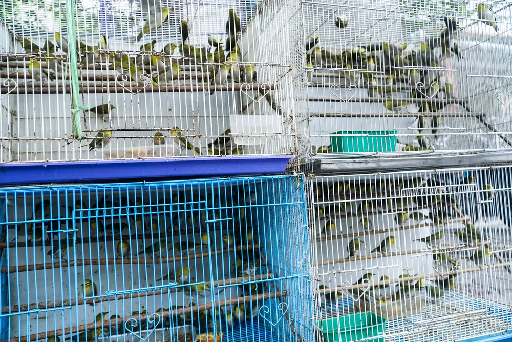 Hàng nghìn con chim được nhốt trong những chiếc lồng sắt kiên cố.