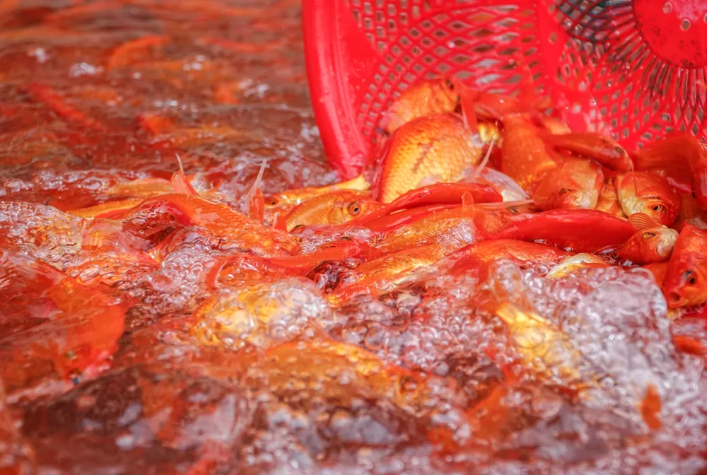 Chợ cá Yên Sở vốn nổi tiếng là chợ đầu mối đổ buôn lớn nhất ở Hà Nội, cung cấp cá cho hầu hết toàn thành phố.