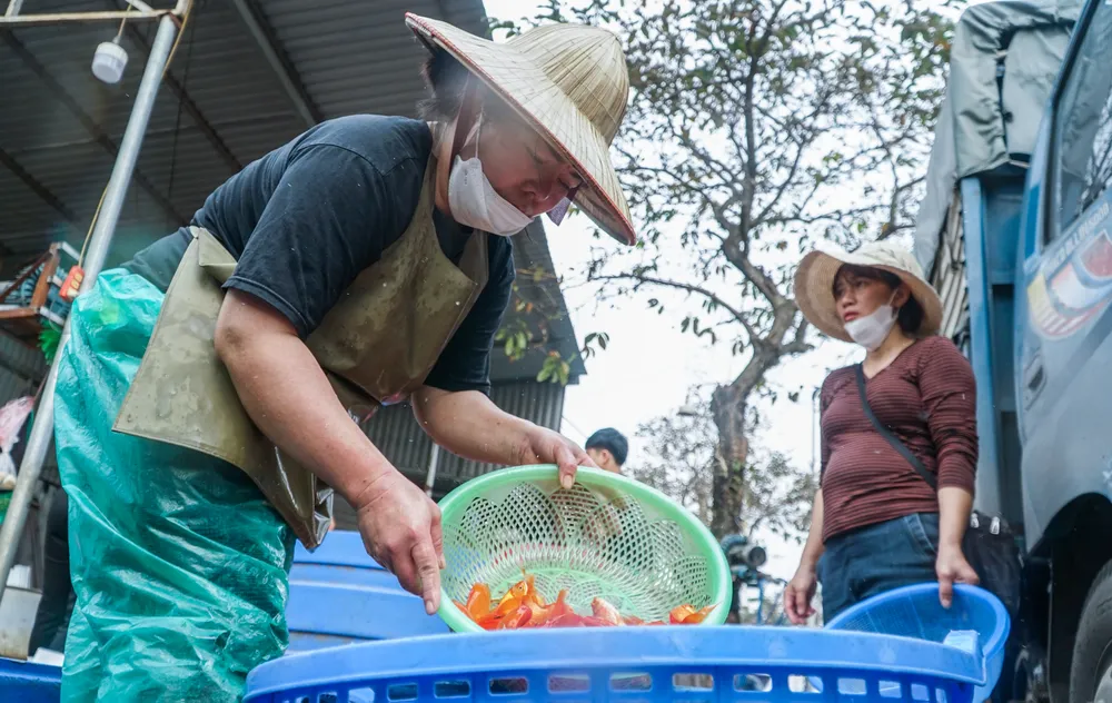 Sau khi cúng xong sẽ đem phóng sinh ở sông, ao, hồ, nghĩa là để đưa ông Táo về trời và cầu may mắn.