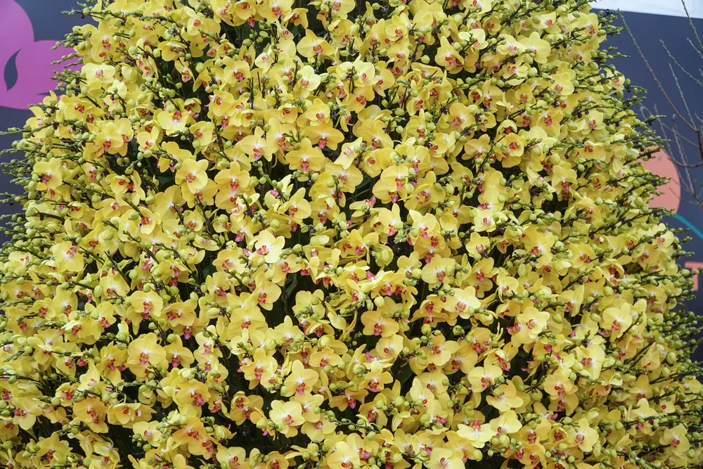 Chậu lan hồ điệp mang tên “Phú Quý khổng lồ” là điểm nhấn đặc biệt tại một gian hàng ở khu vực này.