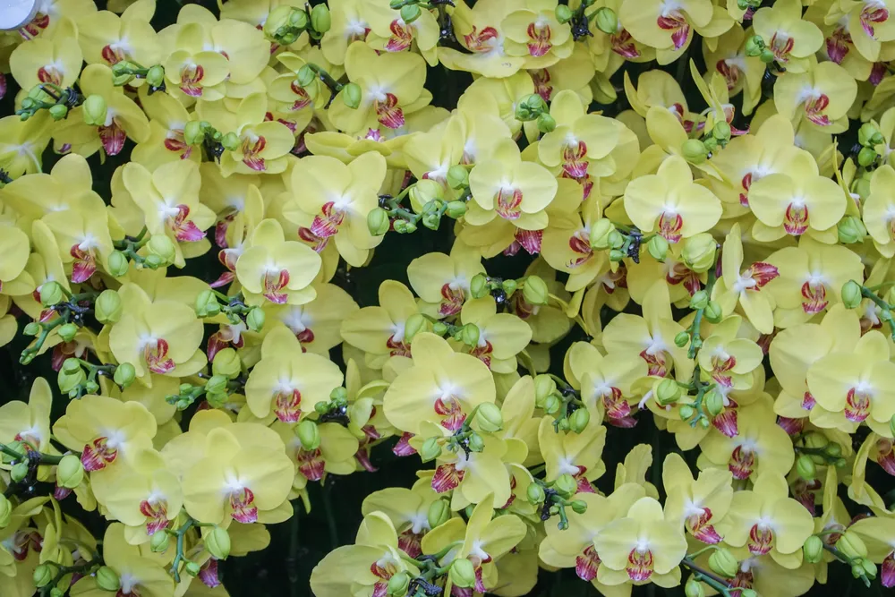 Những cành hoa được vận chuyển từ Đà Lạt ra Hà Nội, sau đó được các công nhân trồng trên chậu.