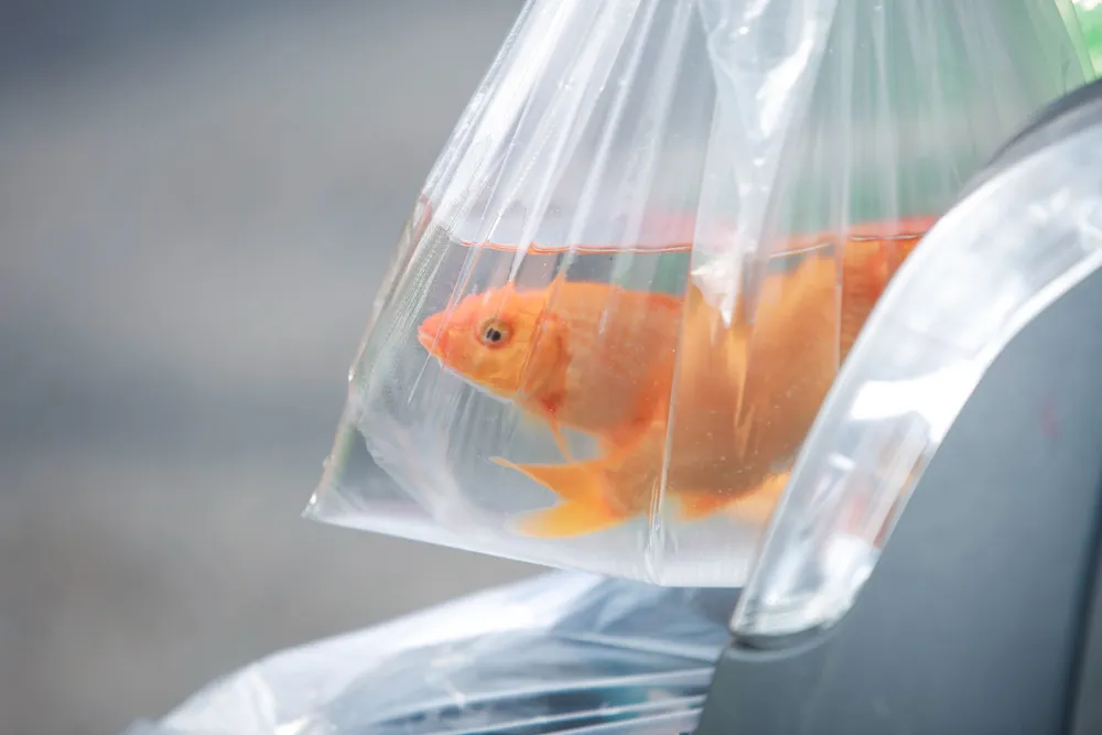 Tro được gom vào bao tải, buộc dây và thả từ trên cầu xuống gầm cầu, sau đó các tình nguyện viên tiếp nhận và thả xuống nước.