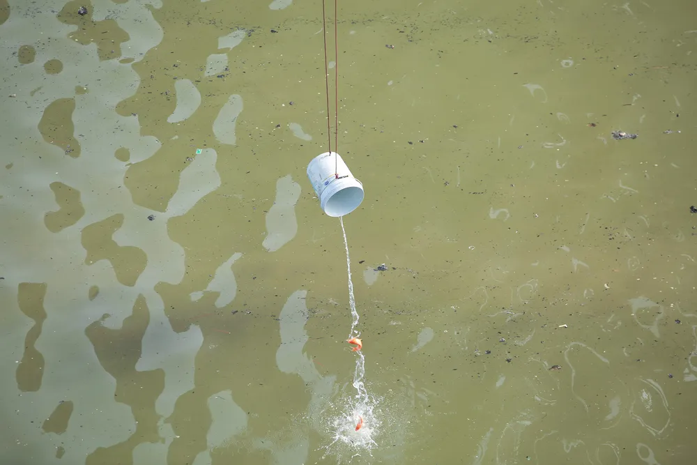 Cá thì được bỏ vào xô thả nhẹ xuống sông.