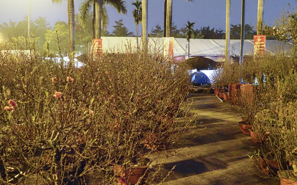 Tại khu vực đối điện SVĐ Mỹ Đình, anh Nguyễn Xuân Mai (Nam Định) cho biết, anh vận chuyển vài trăm gốc đào tới đây để bán phục vụ cho nhu cầu của người chơi Tết từ nhiều ngày nay.