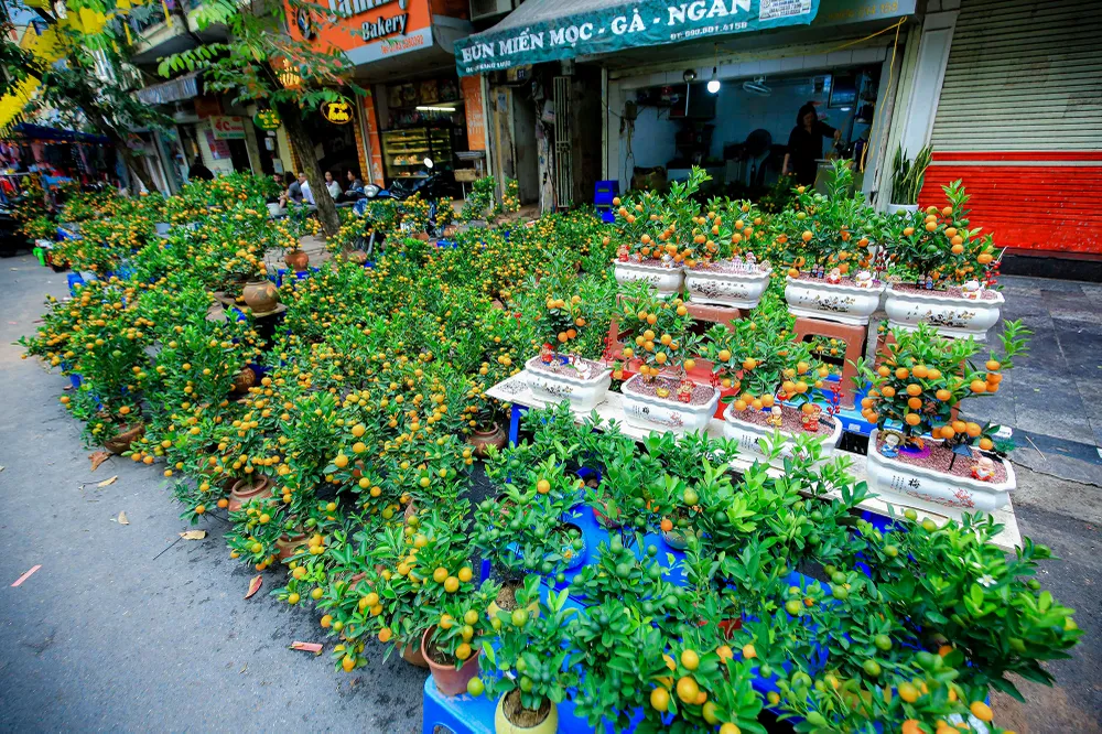 Chợ hoa Hàng Lược là một trong những chợ hoa cổ nhất Hà Nội, nơi lưu giữ nhiều vị Tết cổ truyền, chỉ được mở mỗi năm một lần vào những ngày cuối tháng Chạp. Chợ hoa Hàng Lược là một trong những chợ hoa cổ nhất Hà Nội, nơi lưu giữ nhiều vị Tết cổ truyền, chỉ được mở mỗi năm một lần vào những ngày cuối tháng Chạp.