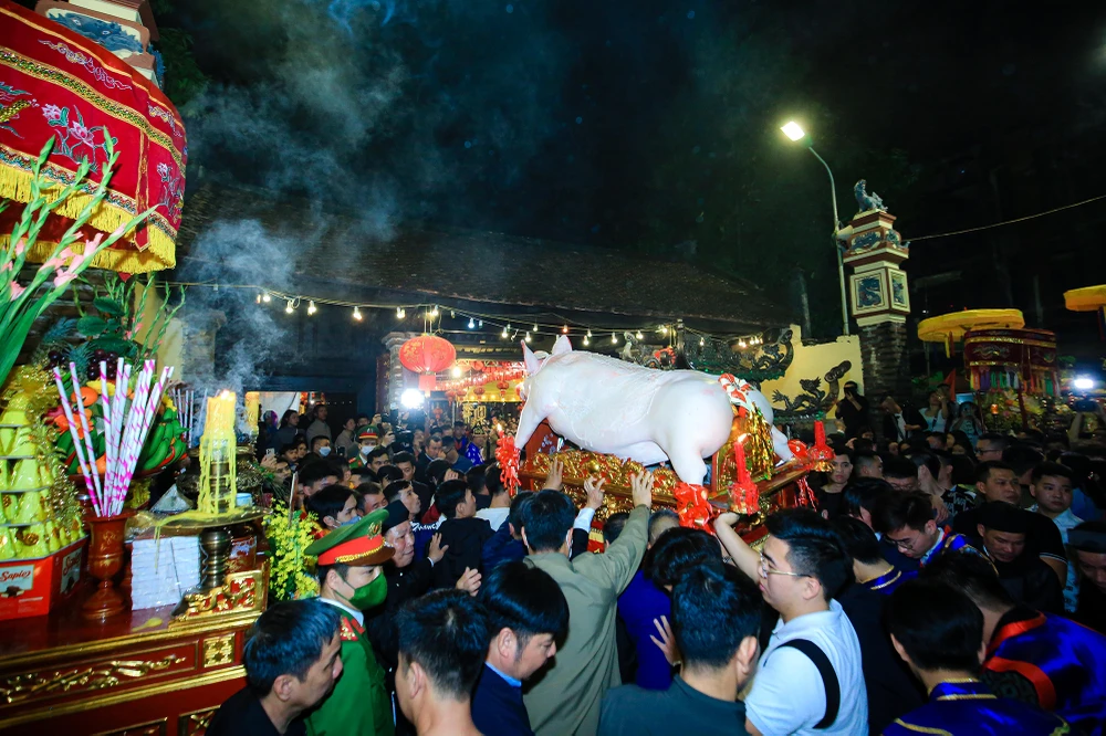 Sau khi tế lễ, tới sáng ngày hôm sau, 17 "ông lợn" sẽ được đưa về các thôn, xóm để chia cho người dân.