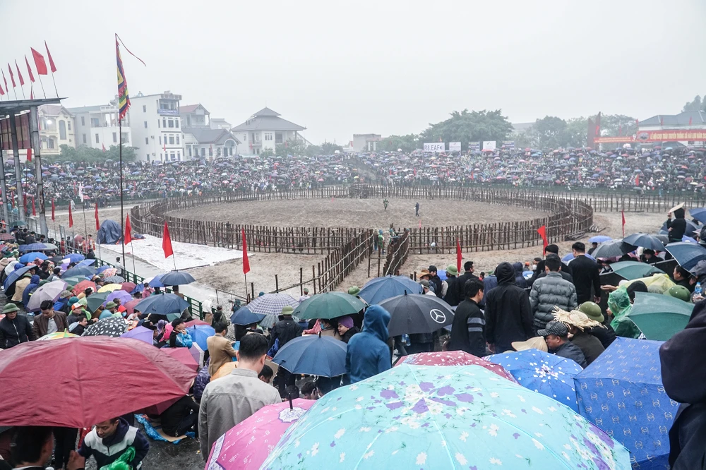 Sáng ngày 17 tháng Giêng, hàng nghìn người dân cùng đông đảo du khách thập phương đã về tới lễ hội chọi trâu truyền thống ở xã Hải Lựu, huyện Sông Lô, tỉnh Vĩnh Phúc.
