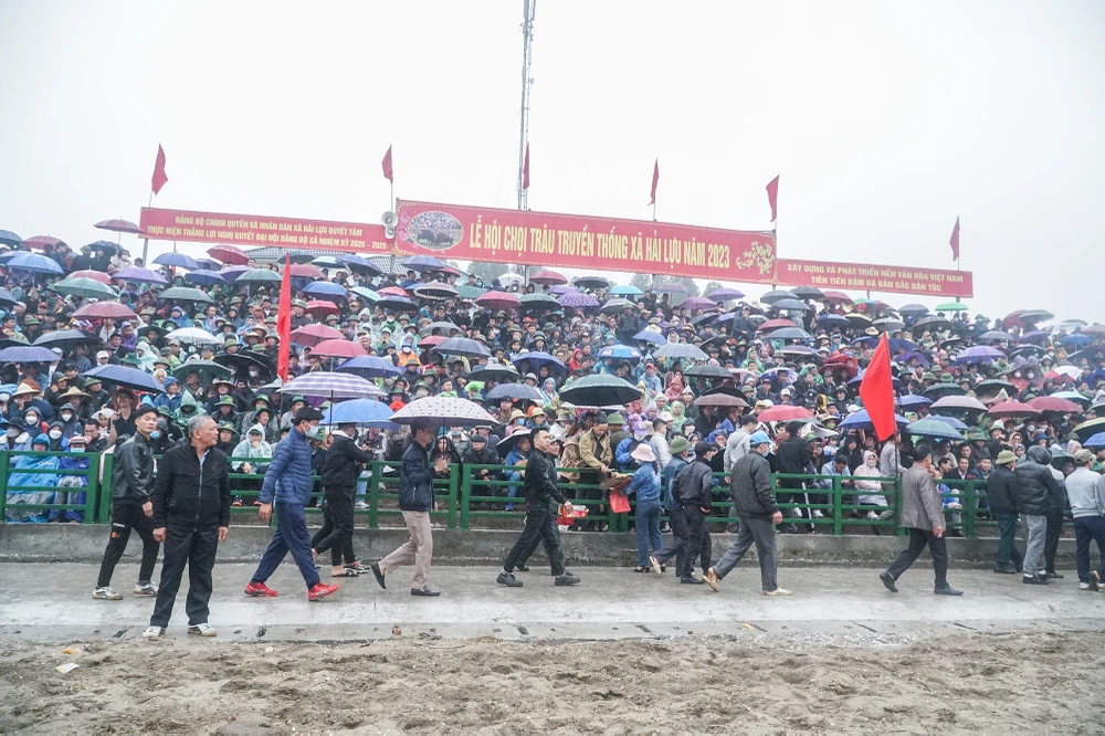 Dù trời mưa nặng hạt nhưng lễ hội chọi trâu ở Hải Lựu vẫn thu hút đông đảo người dân.