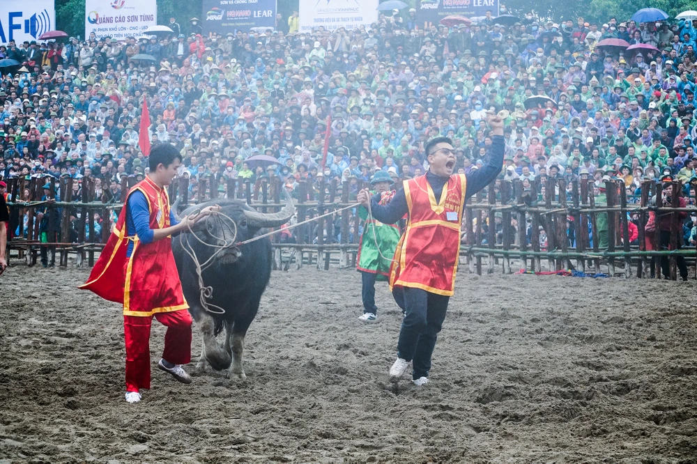 Niềm vui của những chủ trâu sau khi trâu của mình giành chiến thắng.