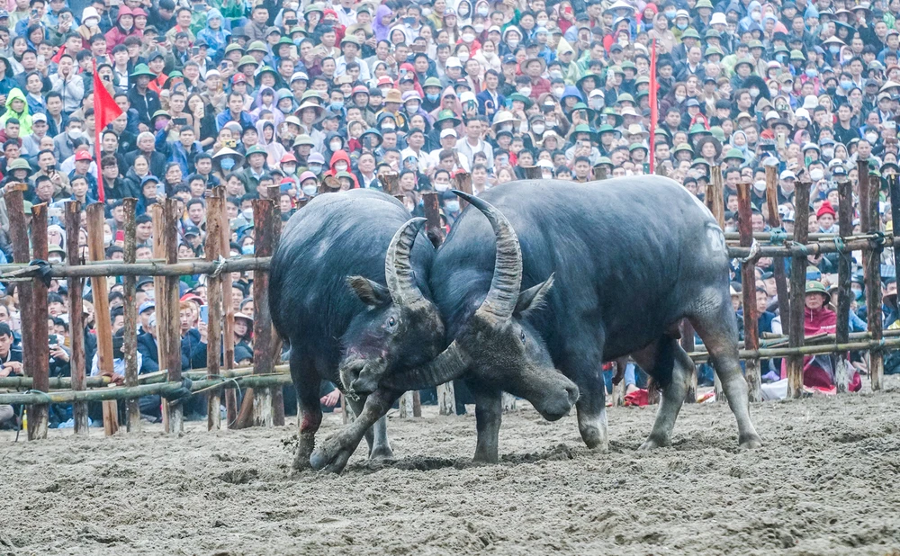 Lễ chọi Trâu truyền thống xã Hải Lựu được tổ chức trong ba ngày, từ ngày 15 đến ngày 17 tháng Giêng hàng năm, trong đó ngày 15 diễn ra phần lễ. Những con trâu sau khi được làm lễ, cúng Thành hoàng làng sẽ được gọi là ông cầu.