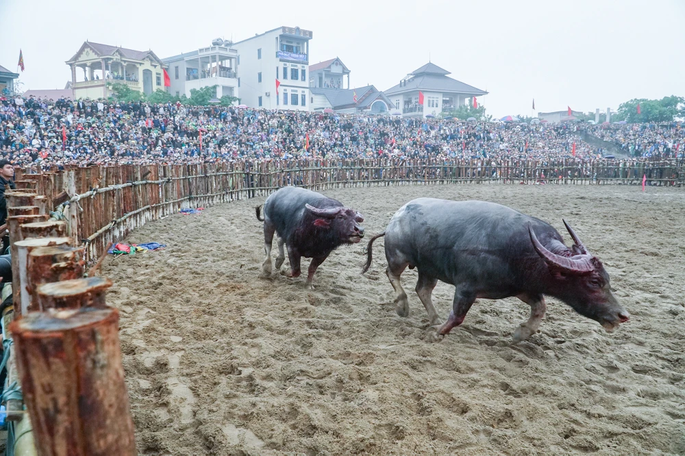 Trong sân, những ông cầu ra sức trổ tài, thi triển những đòn đánh đã được các chủ trâu huấn luyện kỹ lưỡng. Nhiều ông Cầu không chịu được những miếng đánh hiểm của đối phương phải bỏ chạy.