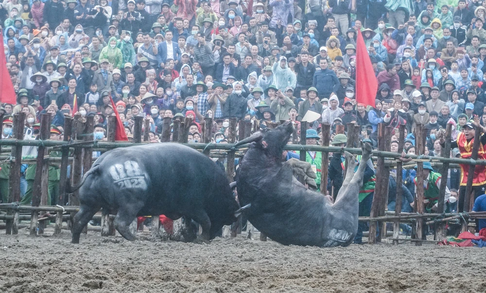 Mỗi khi đánh giặc thắng, Thừa tướng Lữ Gia lại cho tổ chức chọi trâu để động viên quân sĩ. Trâu sau khi chọi (cả chiến thắng và chiến bại) đều được giết để khao quân.