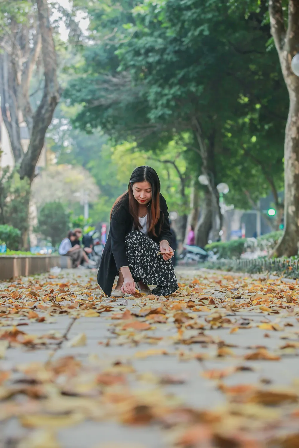Khi mùa đông đã qua nhường chỗ cho trời xanh, mây trắng, nắng vàng thì cũng là thời điểm những hàng cây xanh bắt đầu vào mùa thay lá.