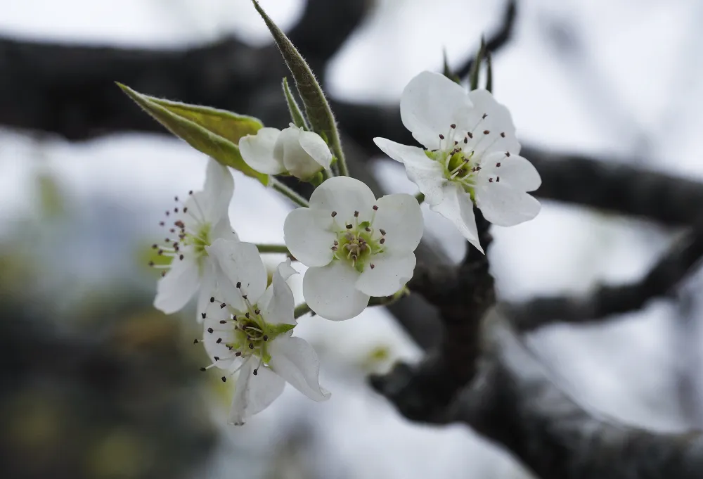 Một tiểu thương chia sẻ: &quot;Người dân Thủ đô đa phần mua cành to vì nhiều nụ và có quả. Hoa nhiều nụ mới bán được, còn hoa đã nở nhiều dù đẹp mấy họ cũng không mua.