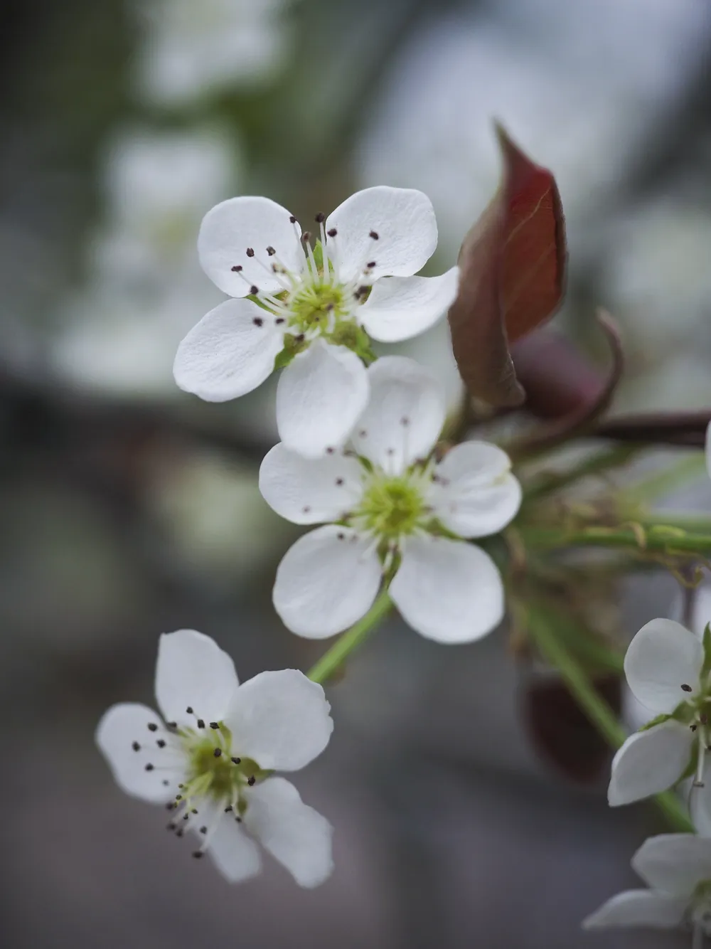 Giá mỗi cành hoa lê từ 100 nghìn đồng đến 5 triệu đồng, tùy vào kích thước cành, số lượng hoa...