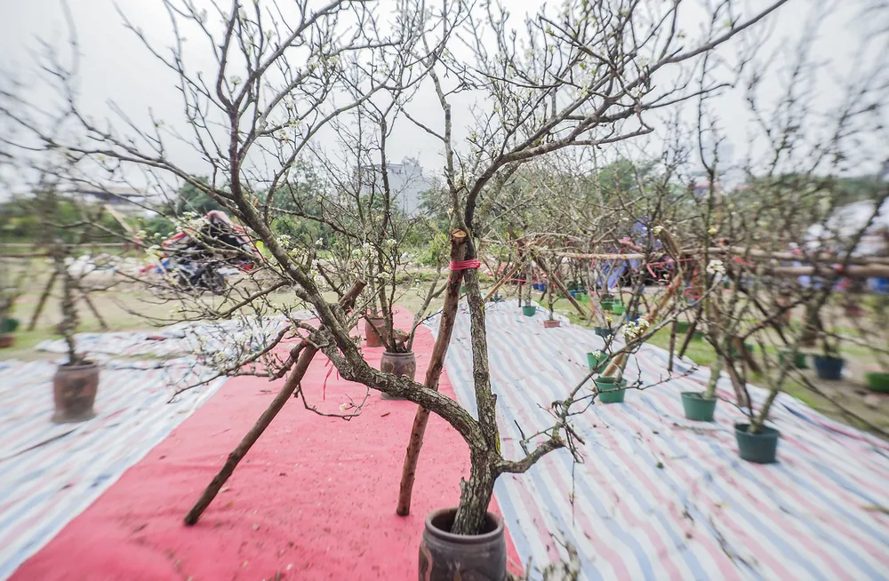 Hoa lê (hay còn gọi là hoa lê trắng, hoa mắc cọp) vốn được trồng nhiều ở các tỉnh phía Bắc như: Yên Bái, Lào Cai, Hà Giang, Lạng Sơn…