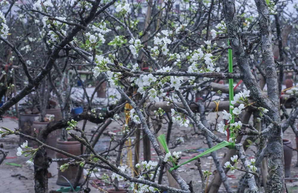 Hoa lê còn được biết đến là loài hoa mang đến sự bình yên cho mọi người trong gia đình. Với sắc trắng tinh khiết hoa lê xuống phố mang đến một không khí khác lạ cho Hà Nội