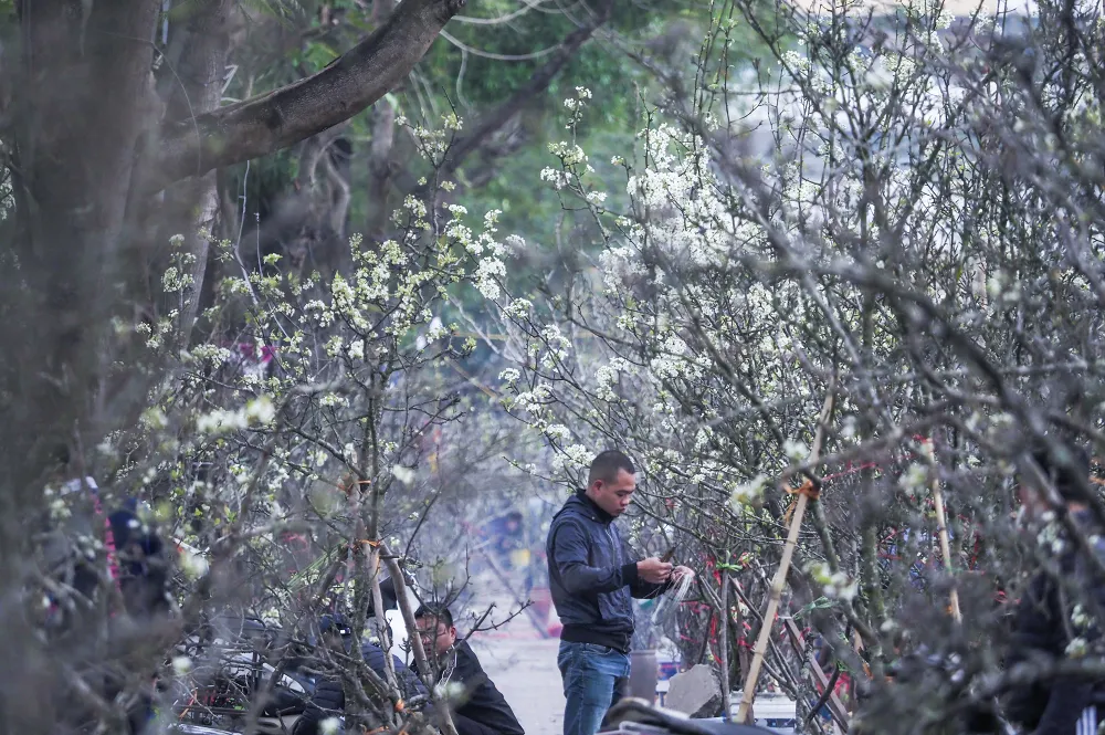 Tại đường Lạc Long Quân, hàng trăm cành hoa lê đã được vận chuyển từ vùng cao xuống Thủ đô.