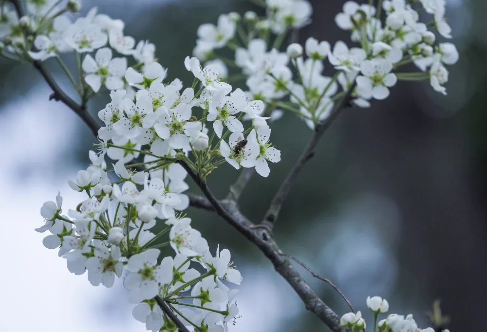 Không giống như những loại hoa khác, hoa lê nở nhiều đợt, mỗi đợt từ 10 đến 15 ngày, nếu mua những cành còn nhiều nụ, có thể chơi được từ 1 đến 2 tháng.