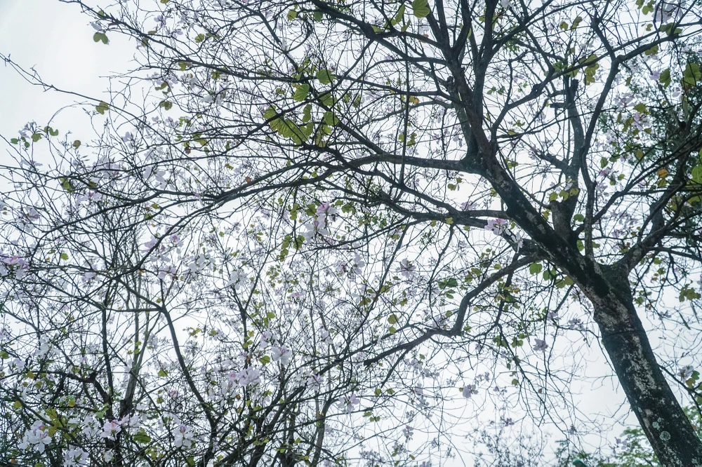 Hoa ban bắt đầu nở từ tháng 2, nhưng rộ nhất là vào tháng 3 và tàn vào đầu tháng 4 hàng năm.