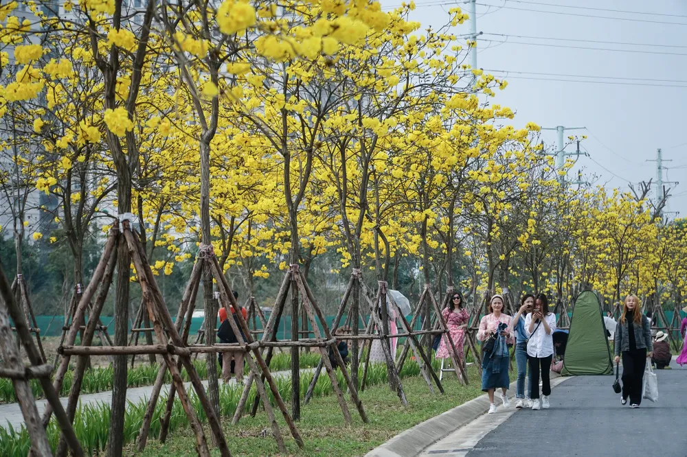 Rất đông bạn trẻ cũng như các nhiếp ảnh gia có mặt tại con đường này để ngắm hoa, chụp ảnh.