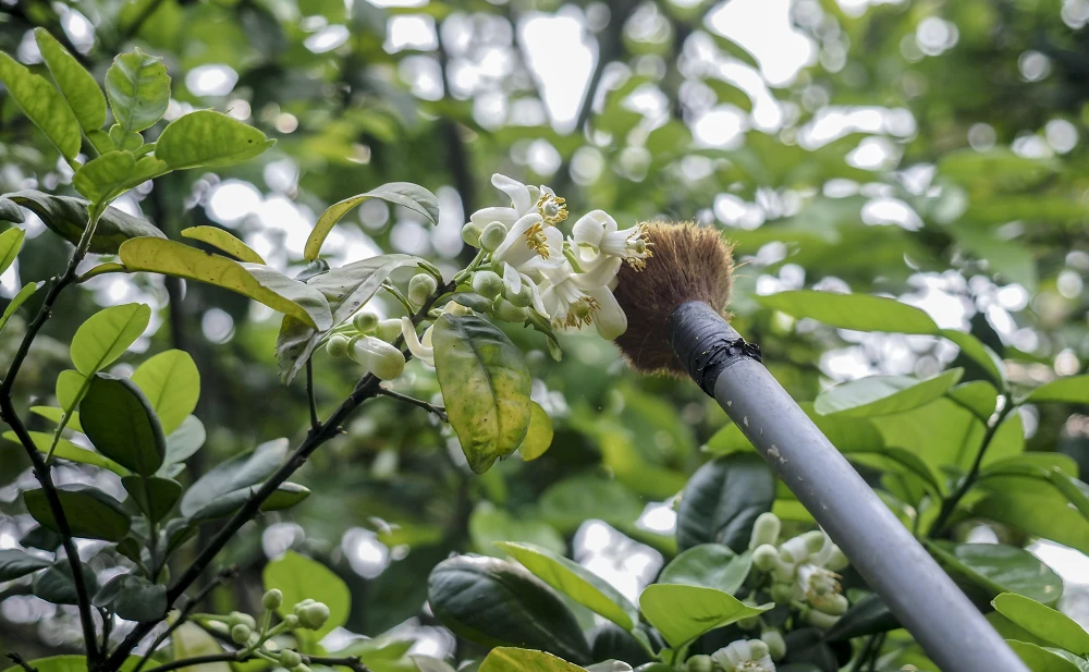 Tuy nhiên, thời tiết ở giai đoạn đang giao mùa, cần tưới thêm nước để đảm bảo quá trình sinh trưởng cho cây. Dụng cụ thụ phấn cho hoa bưởi được chế tạo khá đơn giản. Thời gian thụ phấn đạt hiệu quả nhất là vào buổi sáng khi có ánh nắng. Tuy nhiên, thời tiết ở giai đoạn đang giao mùa, cần tưới thêm nước để đảm bảo quá trình sinh trưởng cho cây. Dụng cụ thụ phấn cho hoa bưởi được chế tạo khá đơn giản. Thời gian thụ phấn đạt hiệu quả nhất là vào buổi sáng khi có ánh nắng.