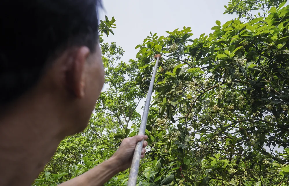 Còn theo anh Đặng Văn Bảo, hoa bưởi dày đặc, khi làm cần phải tỉ mỉ, kiên trì để không bị sót. Cách thụ phấn bằng tay cho hoa bưởi là dựa trên nguyên tắc thụ phấn chéo, tức là nhị của hoa này sẽ kết hợp với nhụy của hoa khác, không bắt buộc là trên cùng một bông. Còn theo anh Đặng Văn Bảo, hoa bưởi dày đặc, khi làm cần phải tỉ mỉ, kiên trì để không bị sót. Cách thụ phấn bằng tay cho hoa bưởi là dựa trên nguyên tắc thụ phấn chéo, tức là nhị của hoa này sẽ kết hợp với nhụy của hoa khác, không bắt buộc là trên cùng một bông.