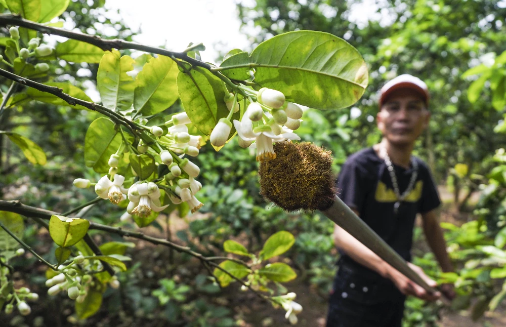 Trước đây, nếu để cây bưởi phát triển theo tự nhiên, thông qua gió và côn trùng, tỉ lệ đậu quả chỉ khoảng 30% đến 60%. Trước đây, nếu để cây bưởi phát triển theo tự nhiên, thông qua gió và côn trùng, tỉ lệ đậu quả chỉ khoảng 30% đến 60%.