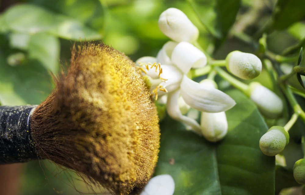 Từ khi được cán bộ nghiên cứu về cây trồng cũng như kinh nghiệm trồng cây ăn quả từ internet thì việc người dân chủ động thụ phấn bằng tay cho tỉ lệ đậu quả cao từ 80% đến 95%. Từ khi được cán bộ nghiên cứu về cây trồng cũng như kinh nghiệm trồng cây ăn quả từ internet thì việc người dân chủ động thụ phấn bằng tay cho tỉ lệ đậu quả cao từ 80% đến 95%.