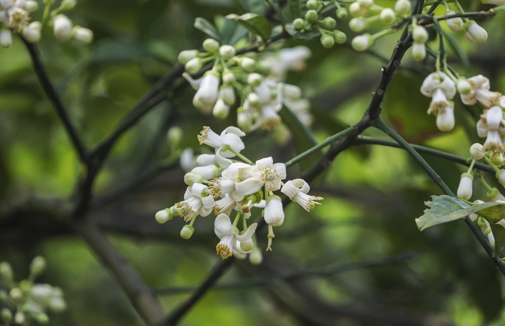 Tận dụng thời tiết có nắng để thụ phấn cho hoa bưởi, tuy nhiên hoa bưởi nổ rộ trong vòng 1 tháng nên có hôm phải làm cả ngày, tối thắp đèn mới kịp thời gian sinh trưởng. Vào mỗi mùa thụ phấn cho hoa bưởi, các chủ vườn trồng bưởi đều phải thuê nhân công từ 300.000 đến 450.000đ/ người mới đảm bảo thời gian. Tận dụng thời tiết có nắng để thụ phấn cho hoa bưởi, tuy nhiên hoa bưởi nổ rộ trong vòng 1 tháng nên có hôm phải làm cả ngày, tối thắp đèn mới kịp thời gian sinh trưởng. Vào mỗi mùa thụ phấn cho hoa bưởi, các chủ vườn trồng bưởi đều phải thuê nhân công từ 300.000 đến 450.000đ/ người mới đảm bảo thời gian.