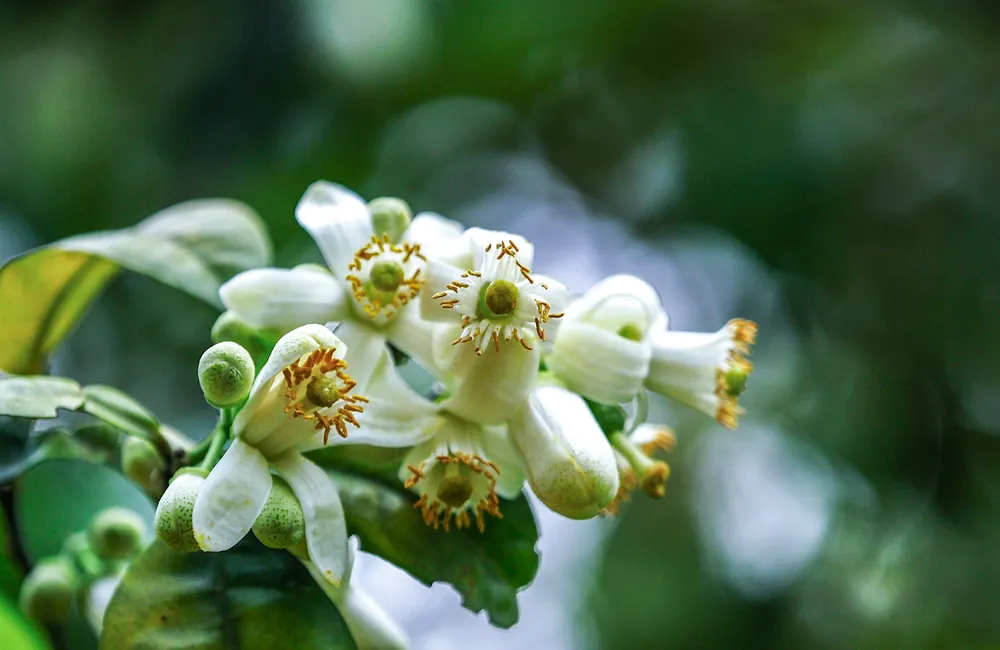 Anh Phú, chủ vườn Diễn (quận Bắc Từ Liêm), cho biết khi thời tiết nắng đẹp, việc thụ phấn cho cây bưởi dễ đậu quả. Anh Phú, chủ vườn Diễn (quận Bắc Từ Liêm), cho biết khi thời tiết nắng đẹp, việc thụ phấn cho cây bưởi dễ đậu quả.