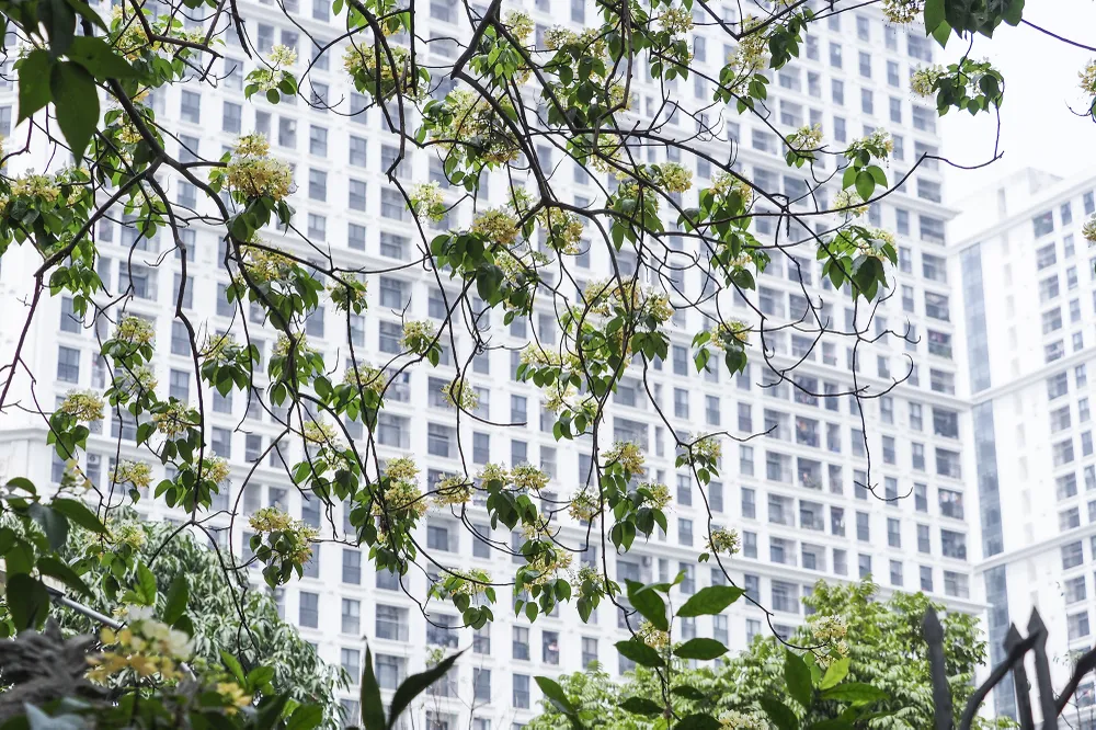 Cây hoa bún này còn có tên gọi khác là &quot;bạch hoa&quot; hay &quot;màn màn&quot;, là loại cây thân gỗ tán rộng, nở rộ nhiều nhất vào cuối tháng 3 đến đầu tháng 4.