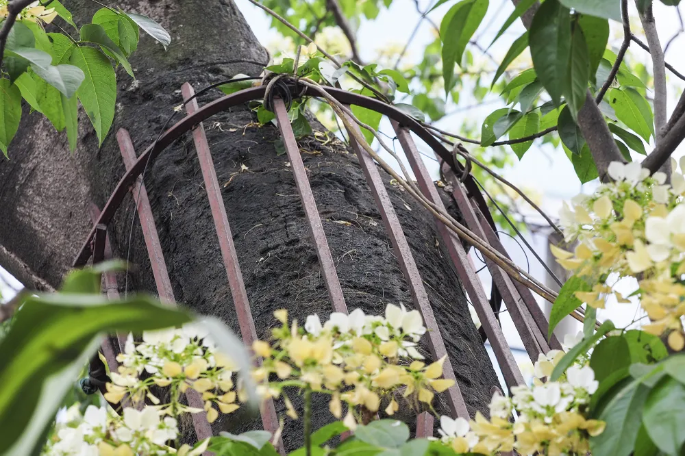 Người dân &quot;mặc áo giáp sắt&quot; kiên cố để bảo vệ &quot;cụ cây&quot; 300 tuổi của làng.