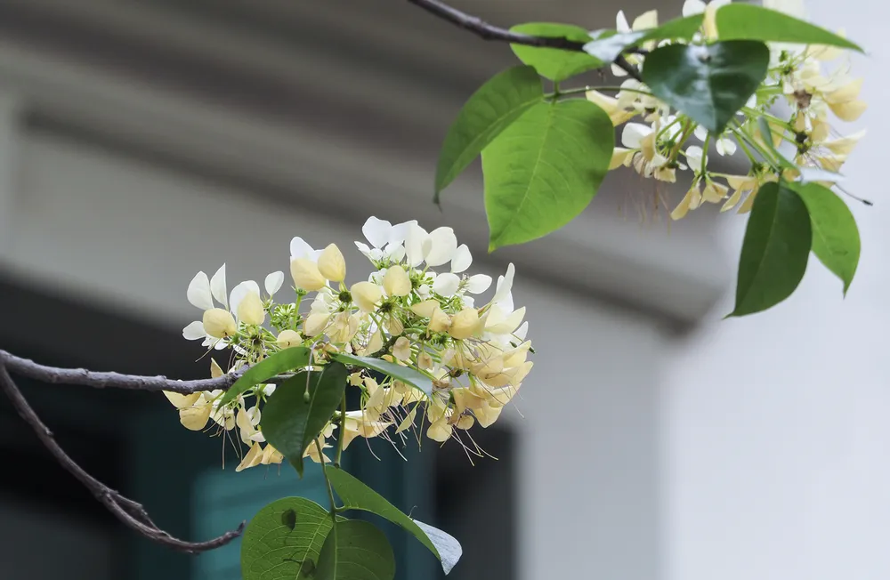 Khi nở nhụy hoa có hình dáng giống sợi bún, mỗi chùm hoa giống một con bún và cả cây hoa thì như một rổ bún. Bởi vậy, mọi người gọi luôn loài cây này là cây hoa bún.