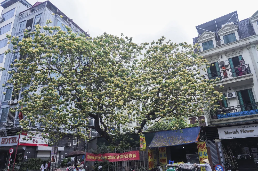 Cây cao chừng hơn 30 mét, tán rộng xum xuê làm nổi bật một góc làng...