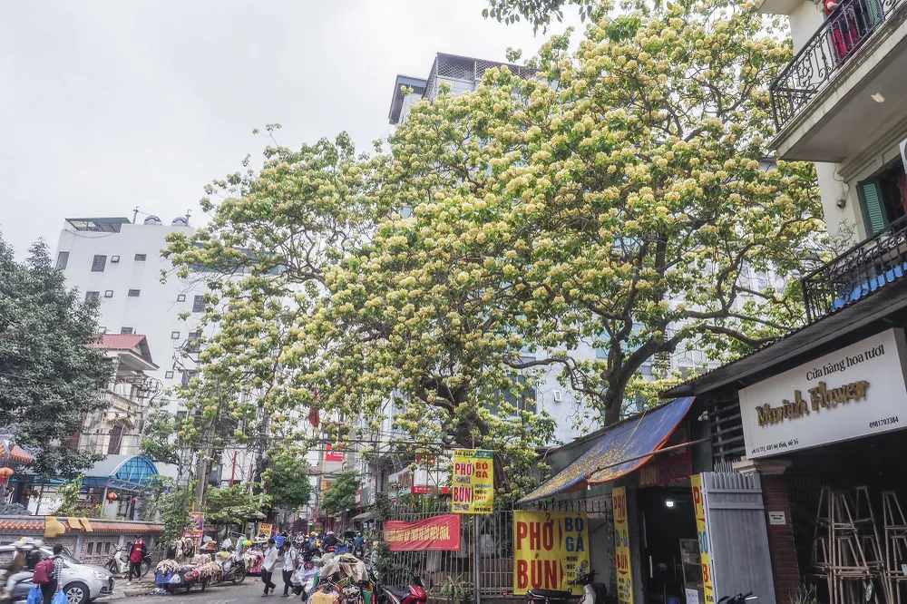 Dịp vào tháng 4 hàng năm, dân làng Đình Thôn, Nam Từ Liêm, TP Hà Nội lại có dịp được ngắm cây bún nở hoa rực rỡ, vẻ đẹp của cây khiến ai đi qua cũng phải ngỡ ngàng. Trình duyệt của bạn không hỗ trợ hiển thị video.