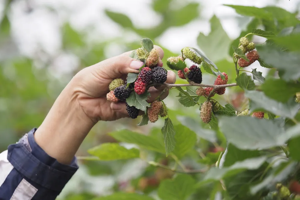 Bà con thường dựa trên màu sắc của quả để hái. Dâu non bắt đầu chín từ màu đỏ tươi, rồi chuyển dần sang tím đen thì phải thu hoạch ngay bằng tay, nhẹ nhàng để khỏi giập.